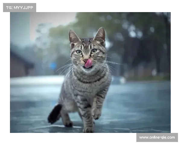坦帕湾光芒队猫主题日活动破纪录 流浪动物领养数量创球场新高 坦帕湾光芒队猫主题日活动破纪录 流浪动物领养数量创球场新高